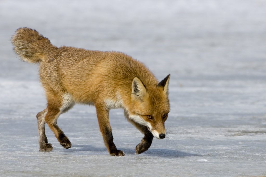 Fuchs (Vulpes vulpes) sucht Beute im Winter